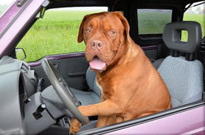 Dog driving